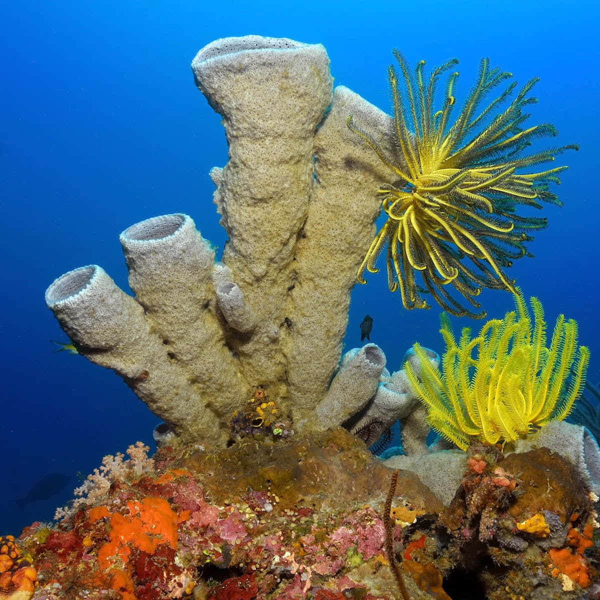 Underwater Spongeand Coral Scene Wallpaper