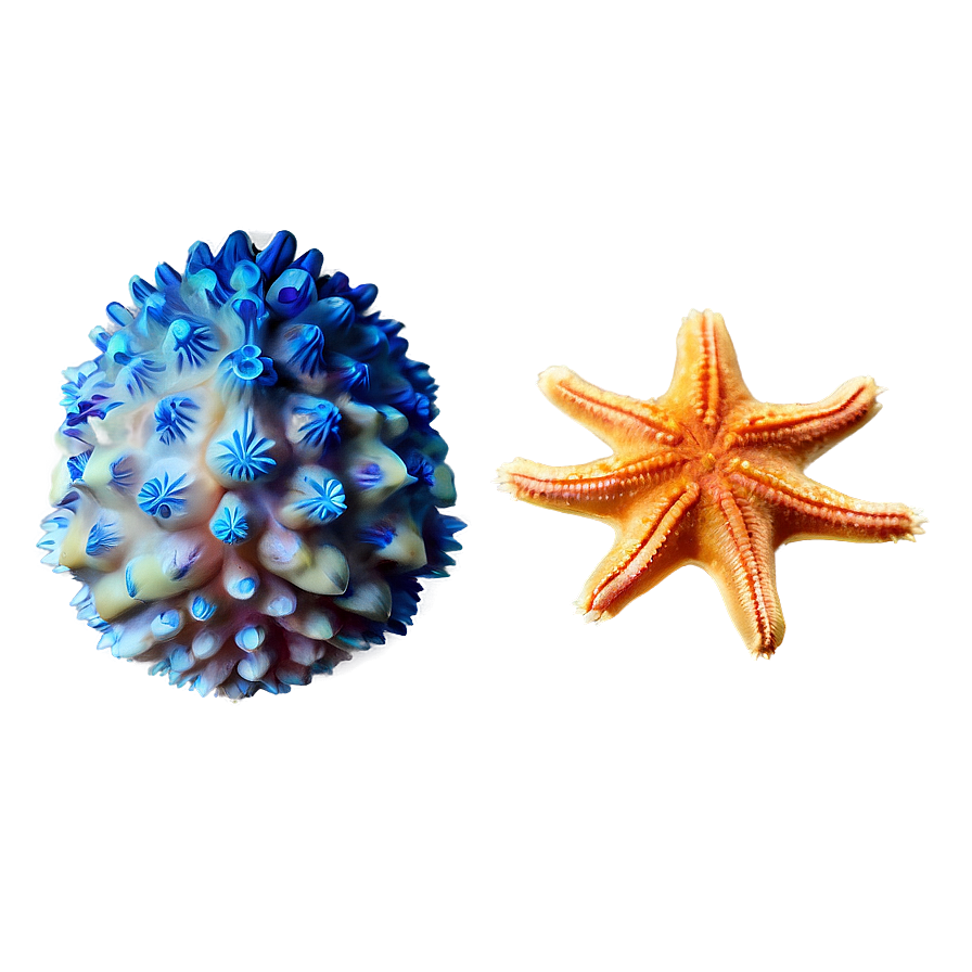 Underwater Starfish Png Kek PNG