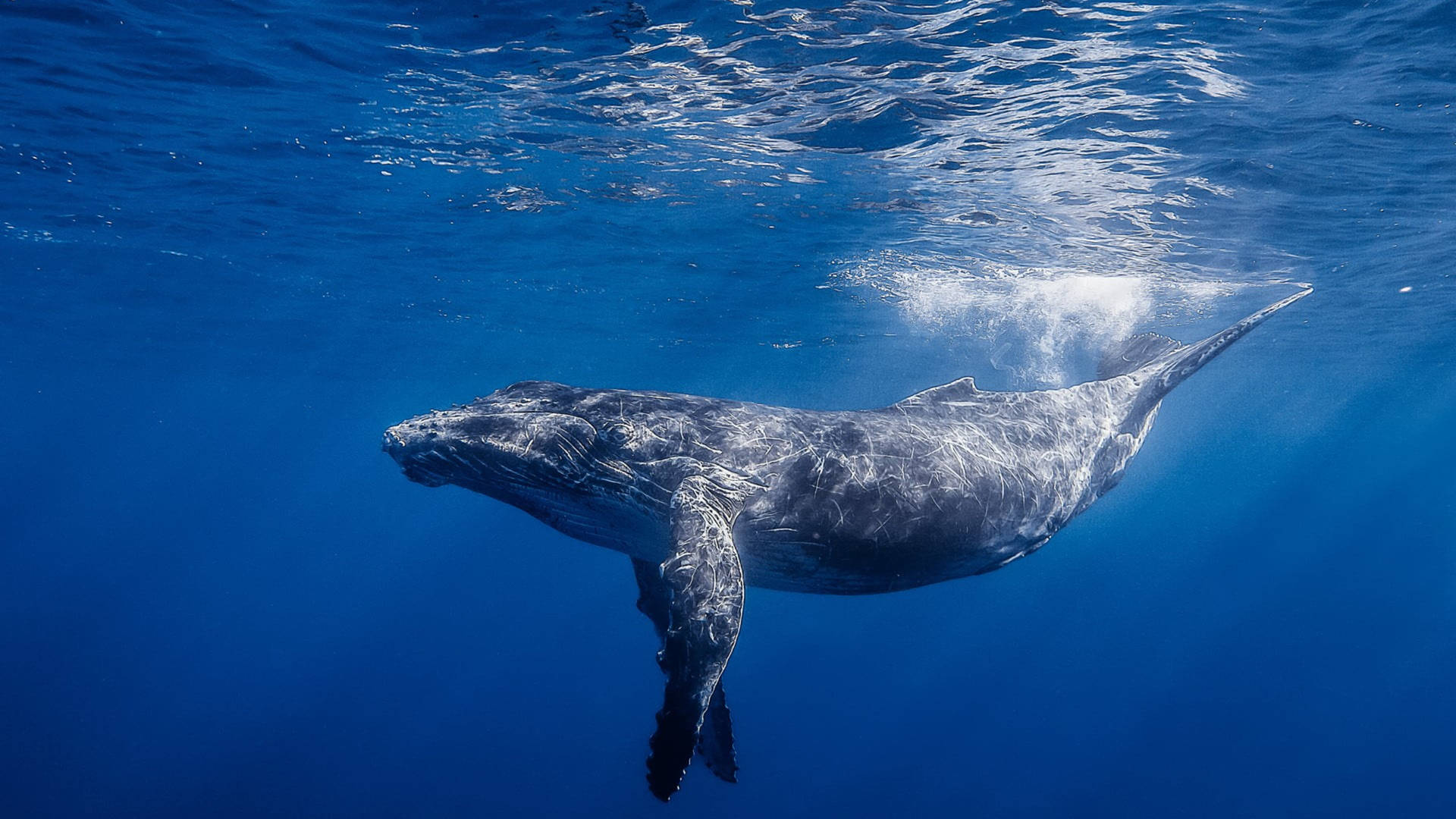 Underwater Swimming Whale Wallpaper