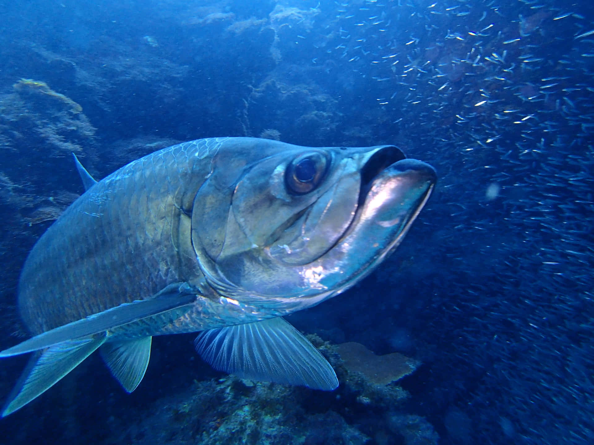Underwater Tarponwith Schoolof Fish Wallpaper