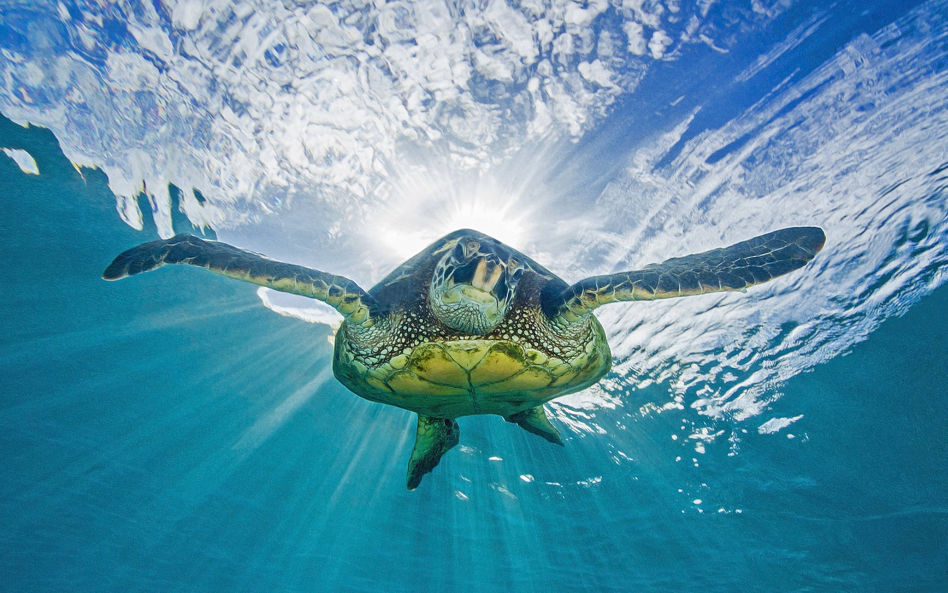 Undervattenssköldpaddabild Wallpaper