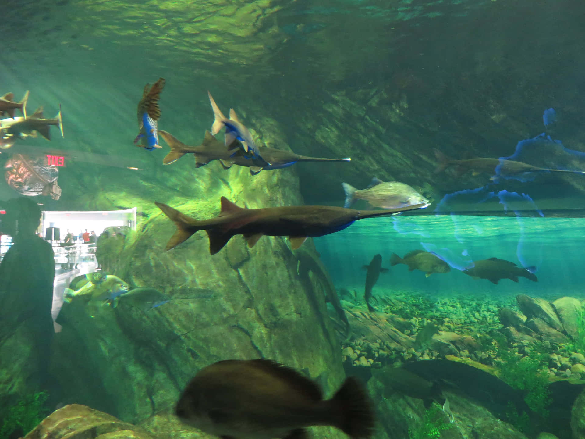 Underwater_ View_at_ Ripleys_ Aquarium Wallpaper