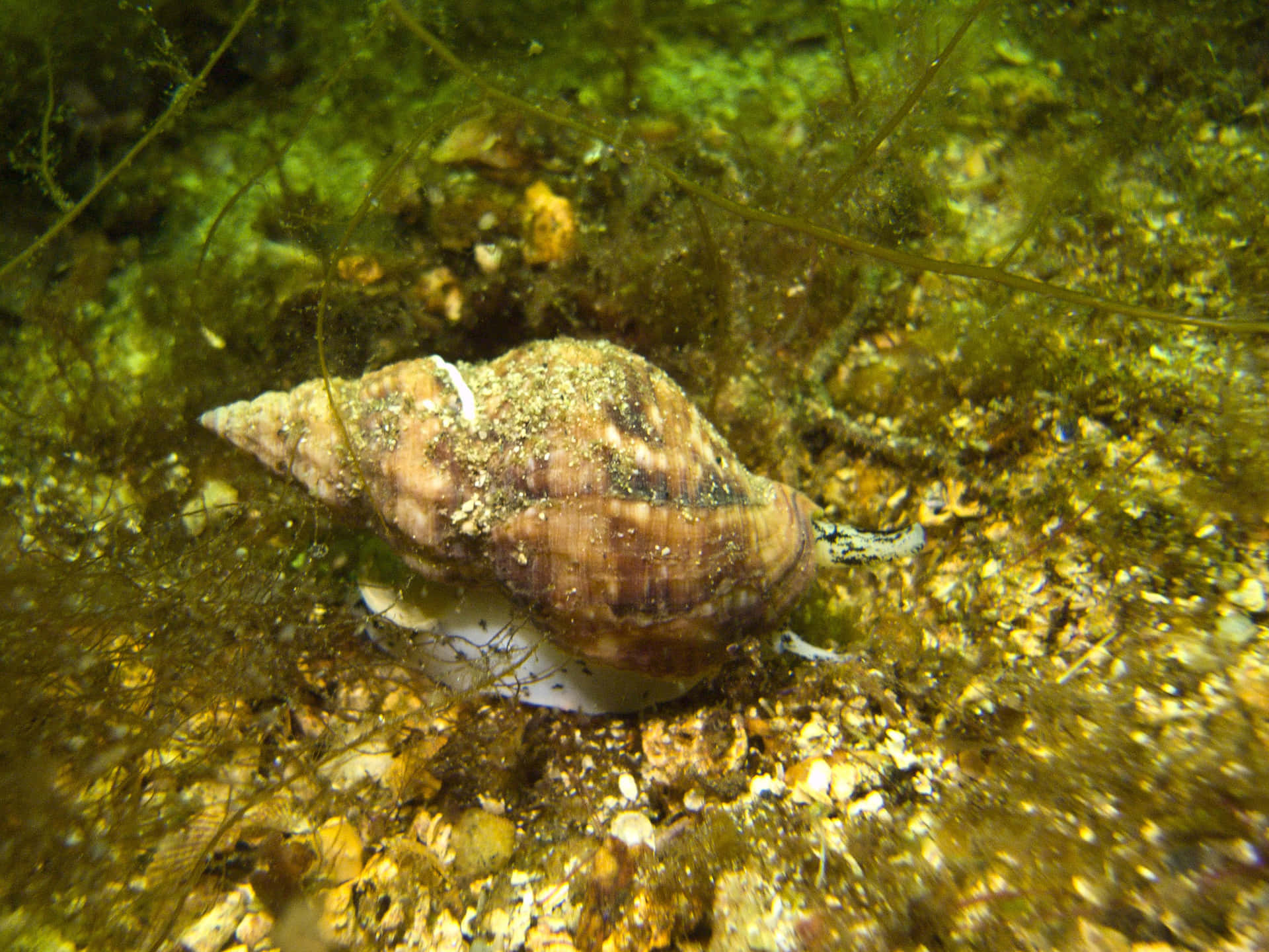 Download Underwater_ Whelk_on_ Seabed.jpg Wallpaper | Wallpapers.com