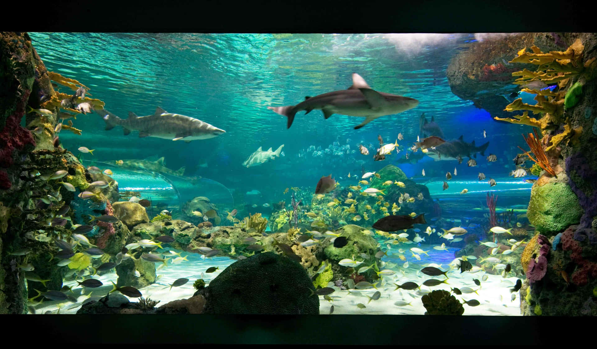 Underwater_ World_at_ Ripleys_ Aquarium Wallpaper