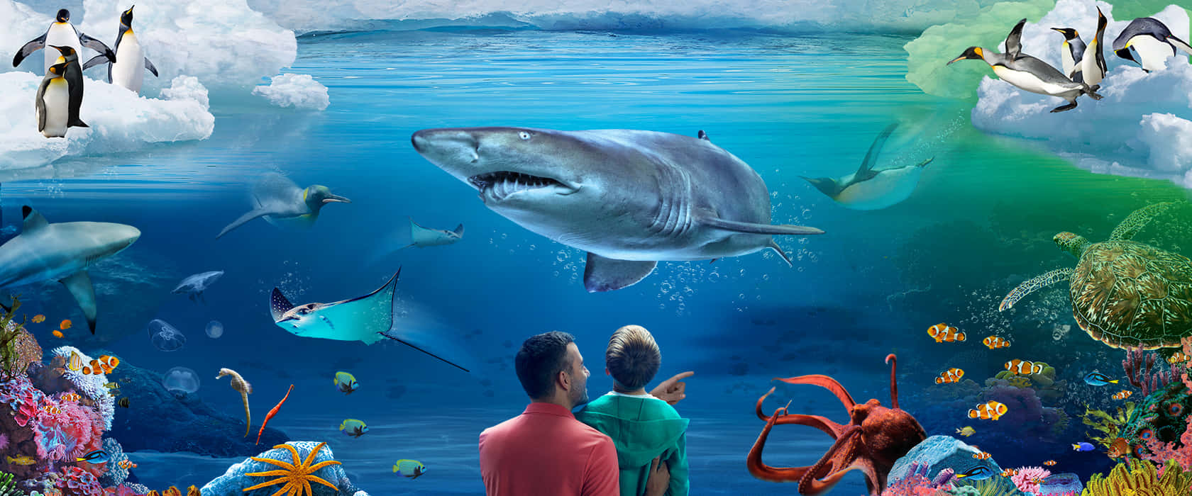 Underwater_ World_ Observation_ Aquarium Wallpaper