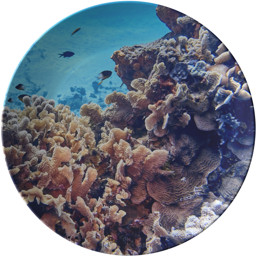 Underwater_ Coral_ Reef_with_ Fish PNG