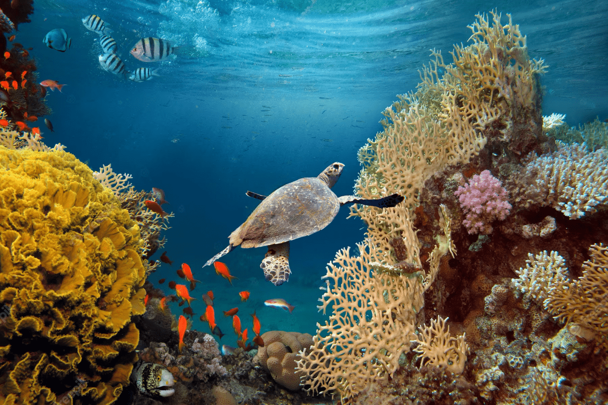 Underwater_ Sea_ Turtle_ Amidst_ Coral_ Reef.jpg