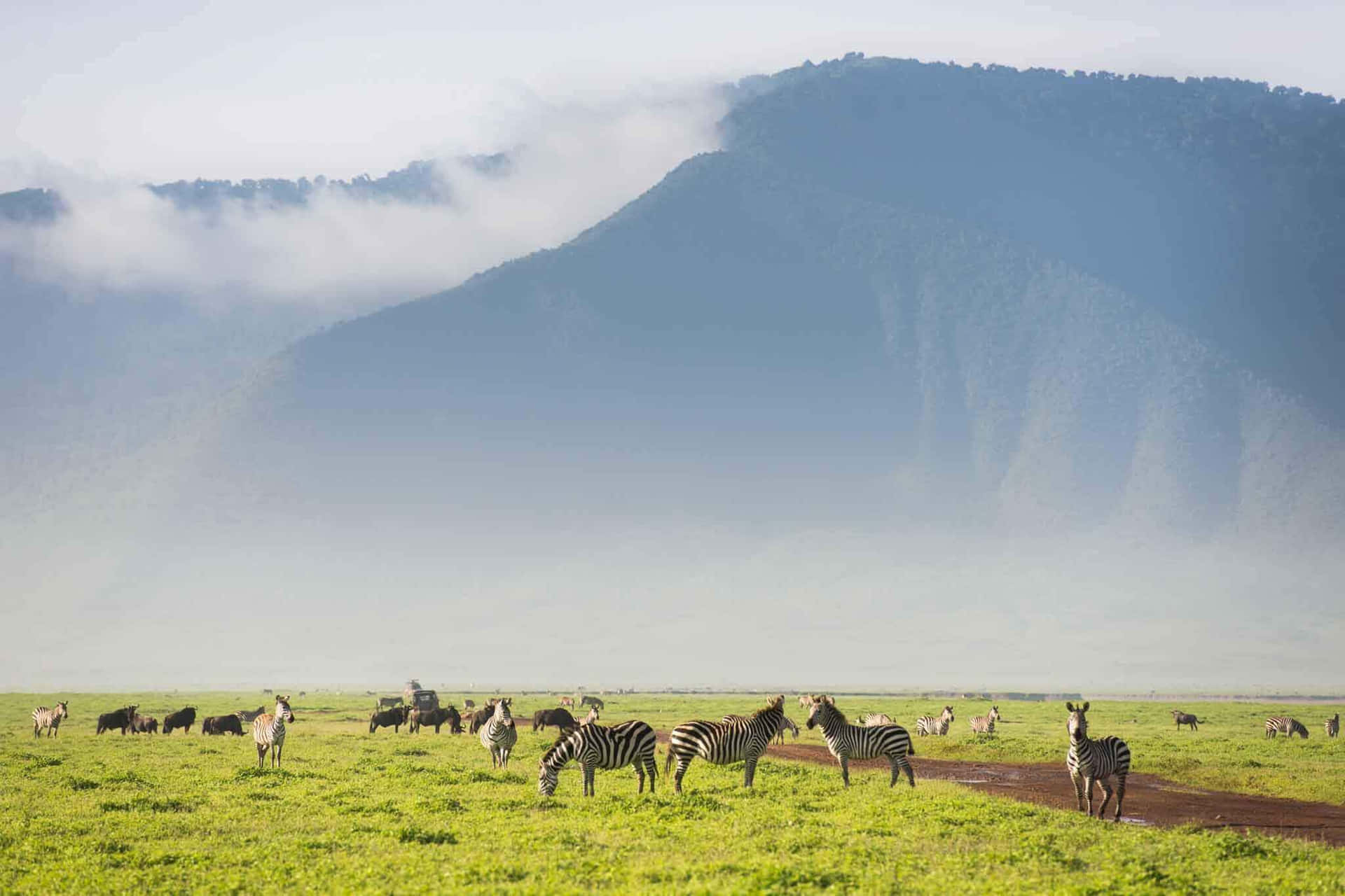 Zebras Roaming in the Majestic Ngorongoro Crater Wallpaper