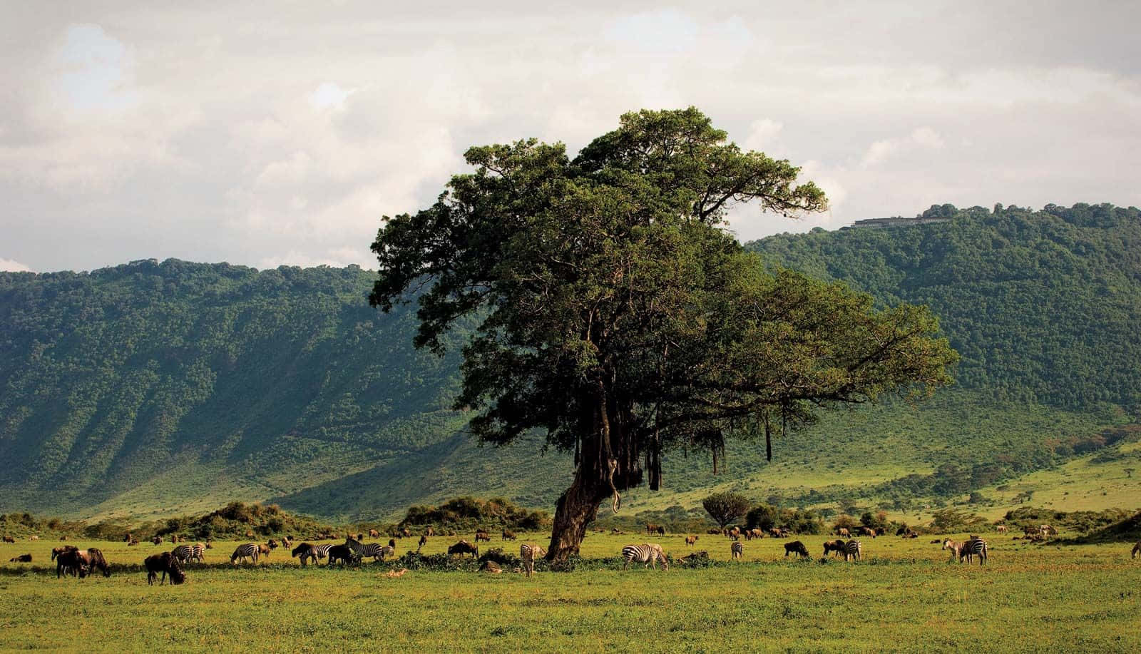 Sitodel Patrimonio Mondiale Dell'unesco In Tanzania Settentrionale: Ngorongoro Crater Wildlife. Sfondo