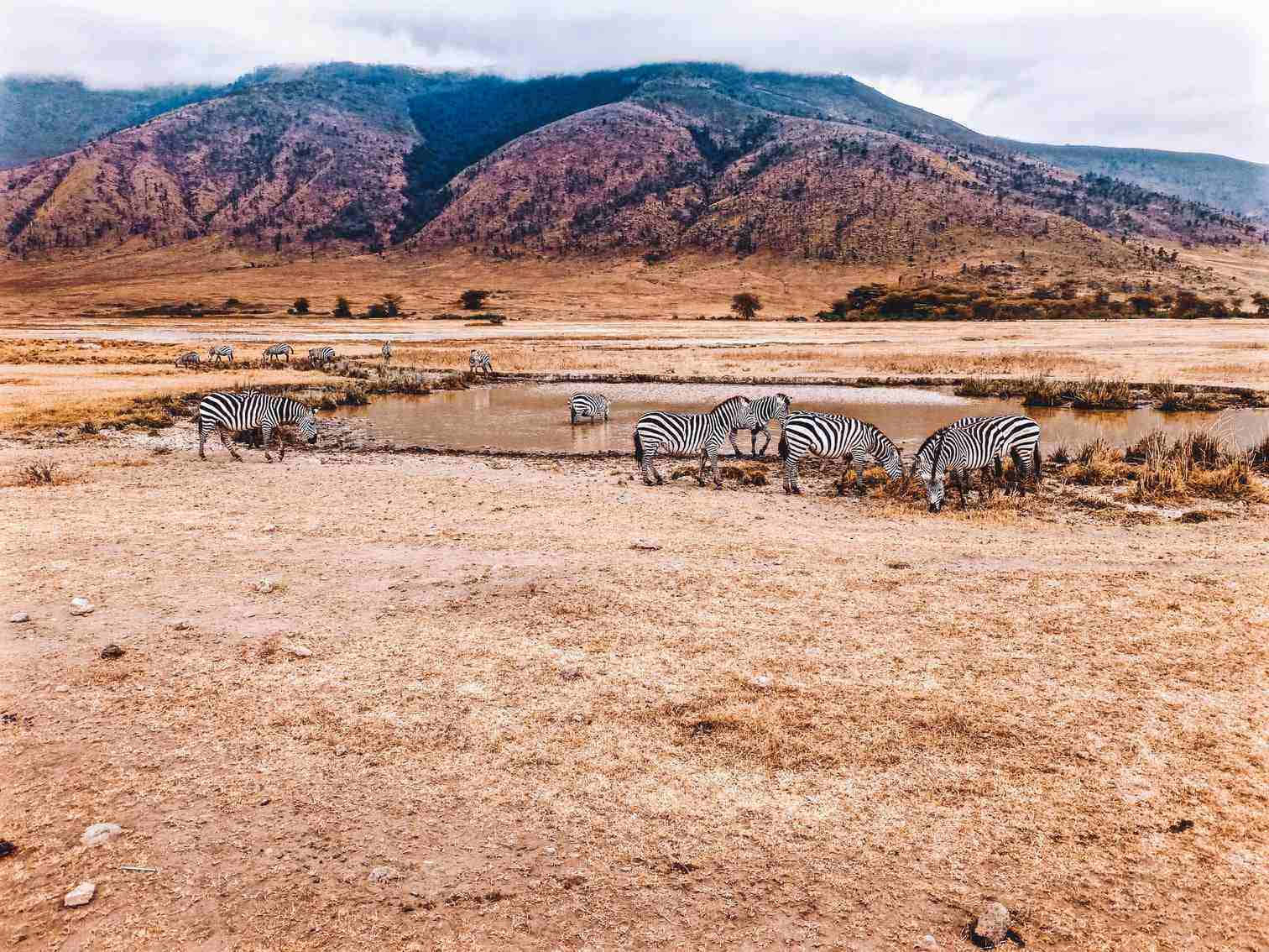 Sitiodel Patrimonio Mundial De La Unesco En El Norte De Tanzania: Cráter De Ngorongoro - Cebra. Fondo de pantalla