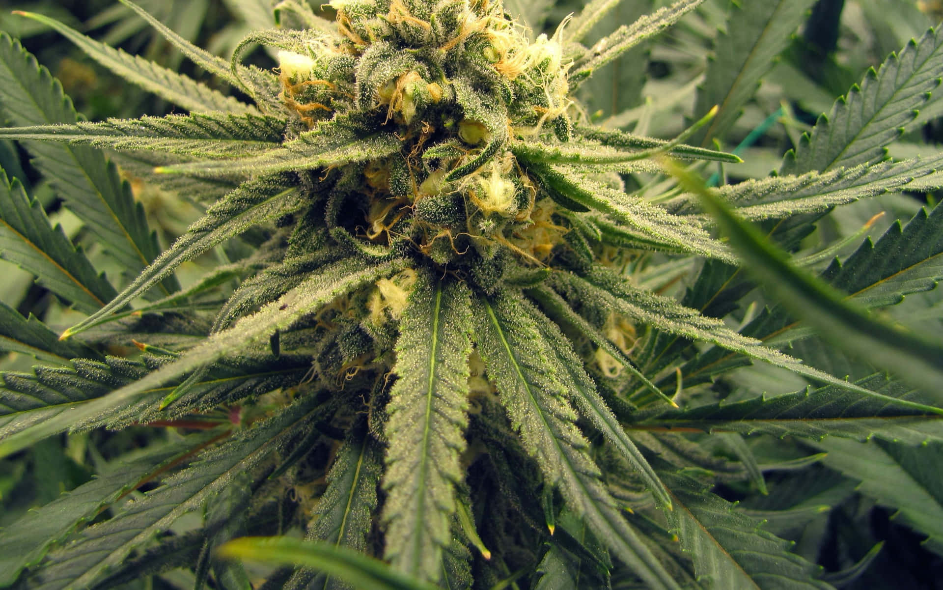 Unfondo Hipnotizante Con Temática 420 Que Presenta Un Diseño De Hoja De Cannabis