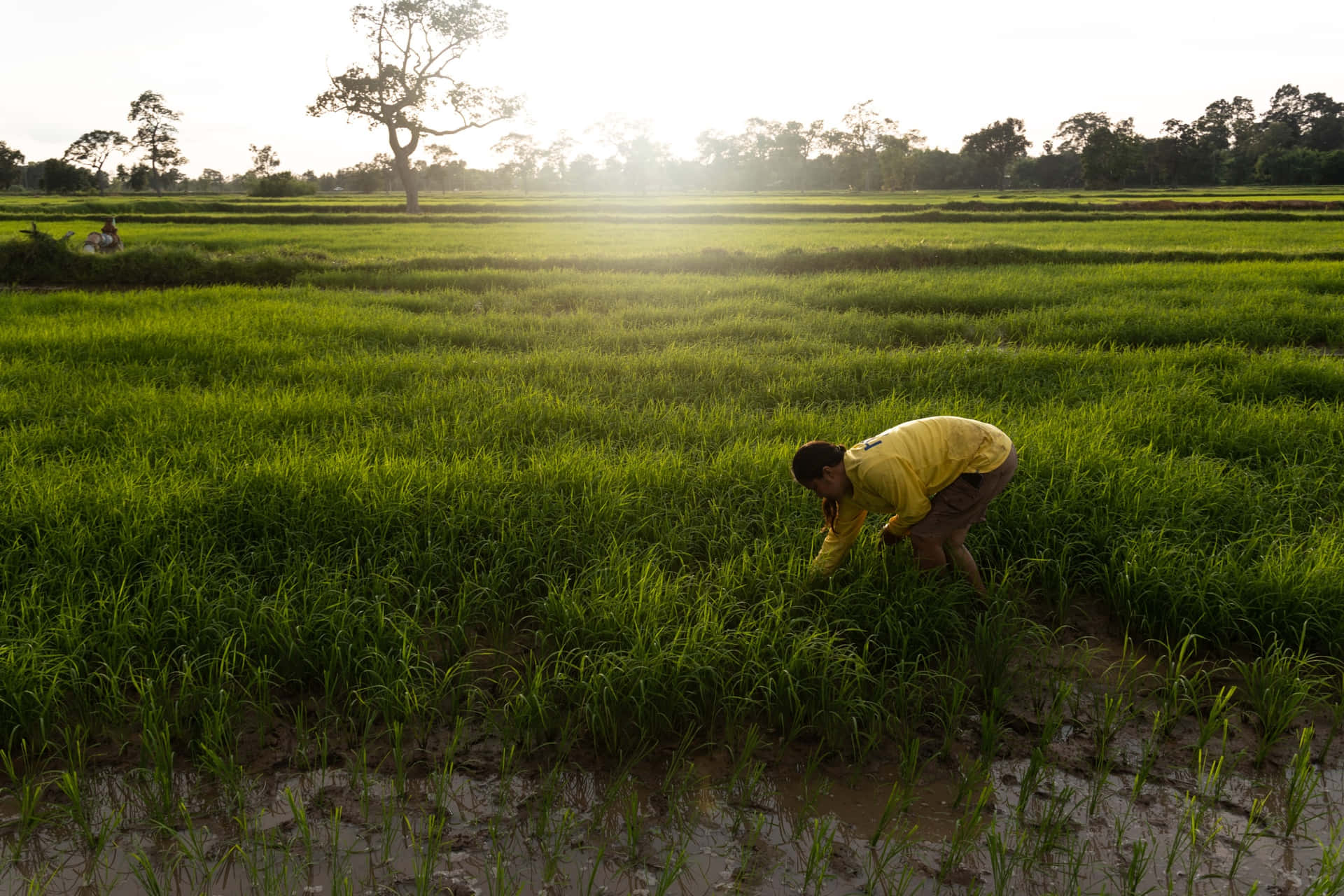 Ungranjero Trabajador Arando Su Campo Al Atardecer.