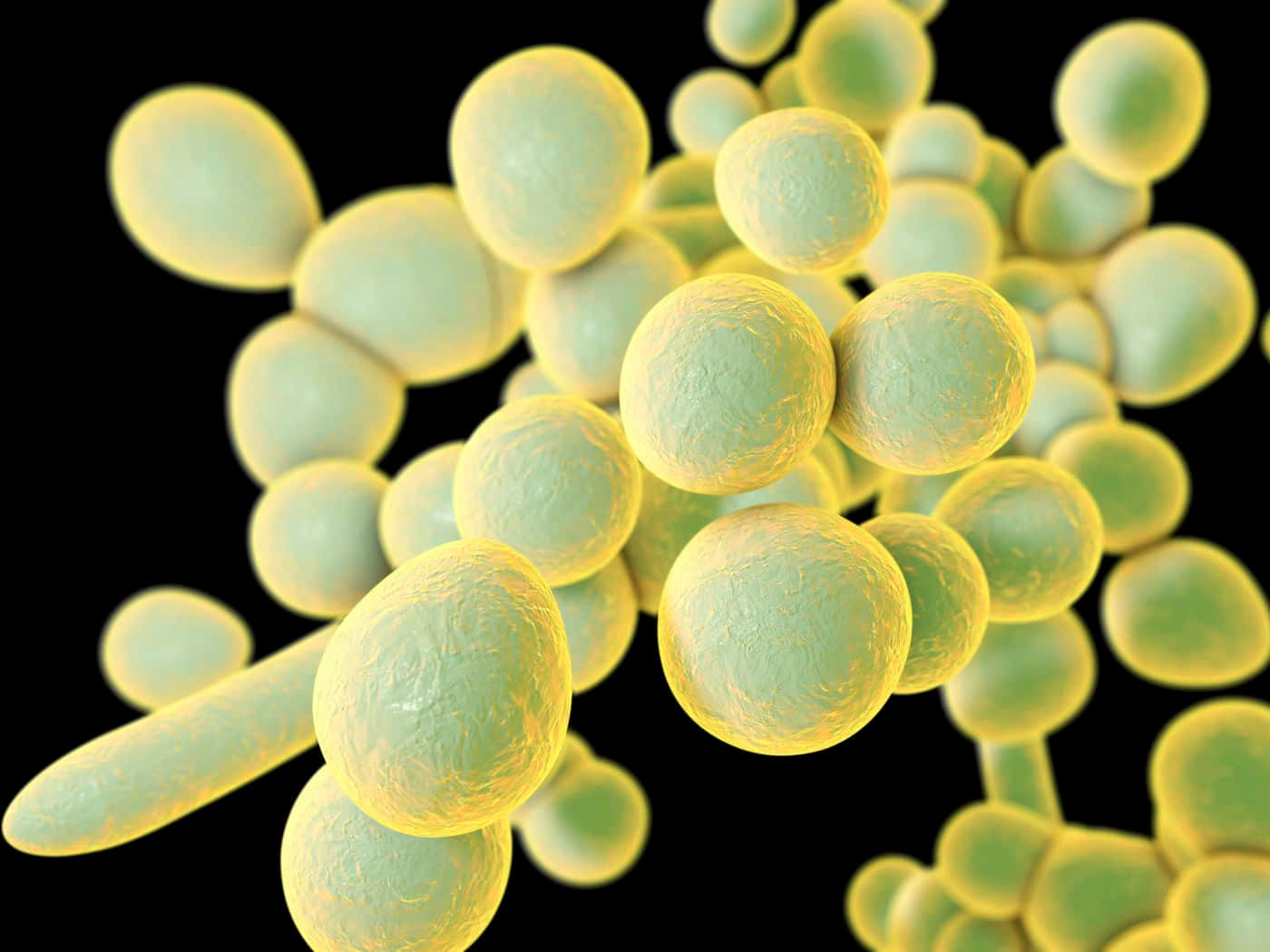 Unicellular Fungus Yeast Computer Illustration Wallpaper