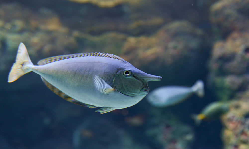Unicorn Fish In Aquatic Habitat.jpg Wallpaper