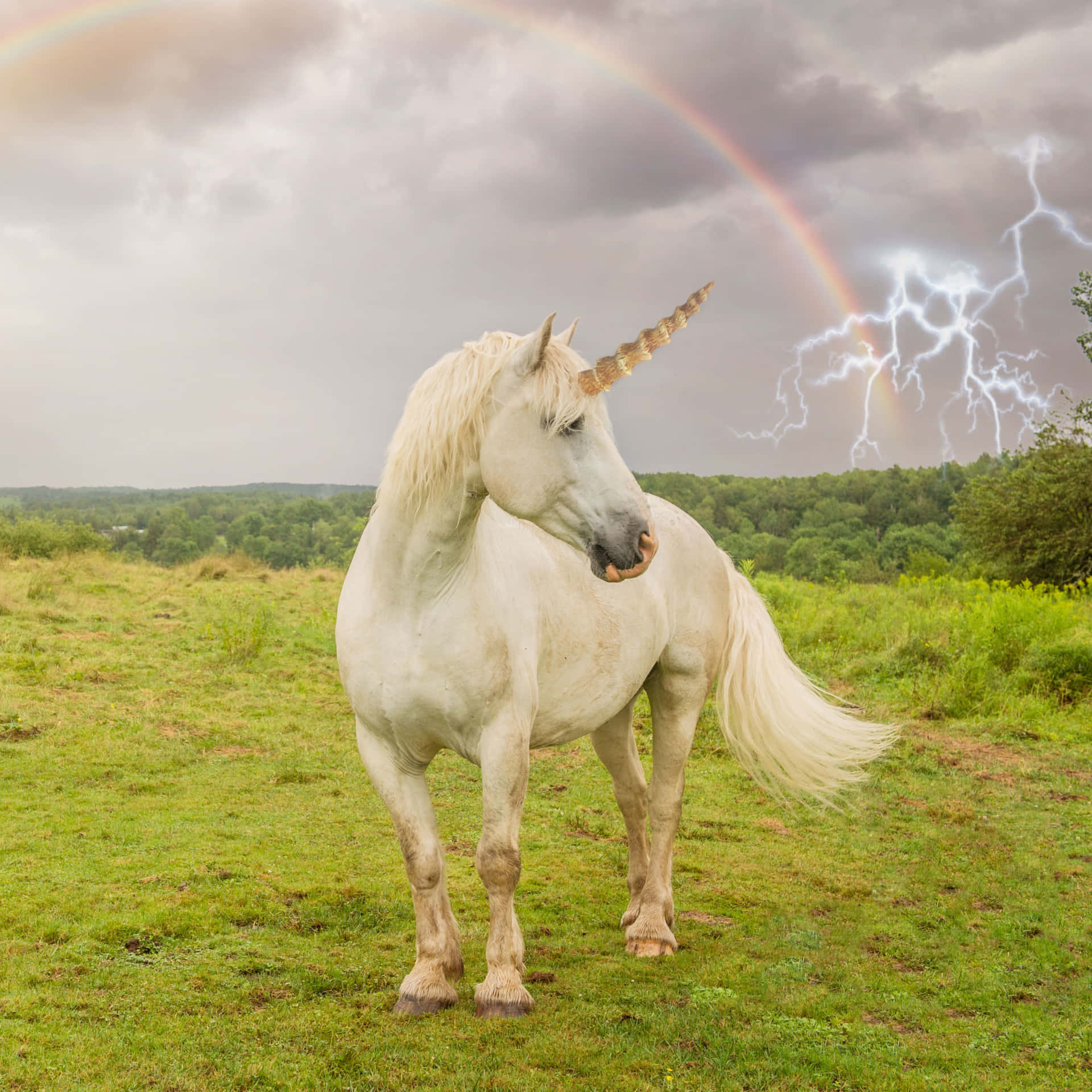 Unicorne står under et regnbue og et storm billede.