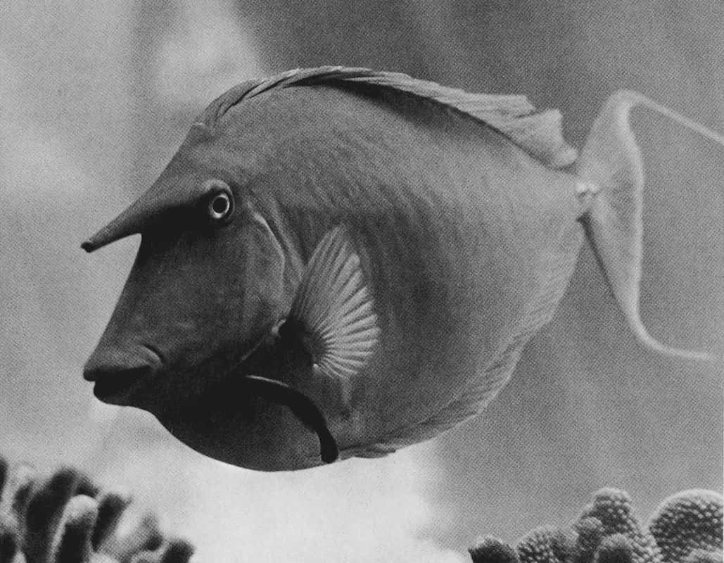 Unicornfish_ Swimming_ Closeup.jpg Wallpaper