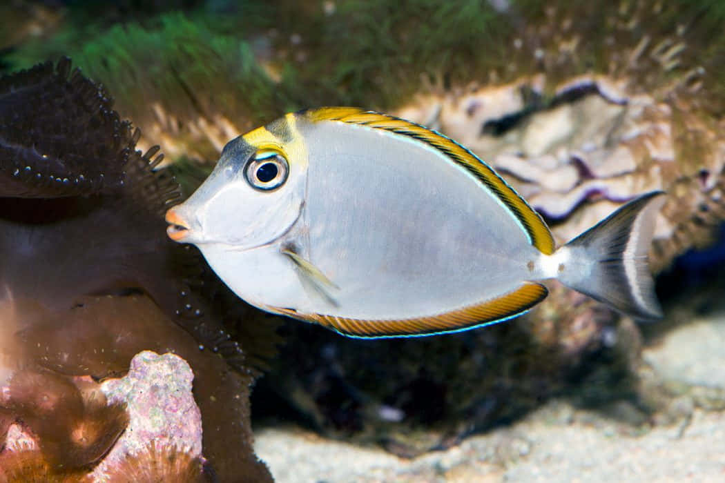 Unicornfishin Natural Habitat.jpg Wallpaper