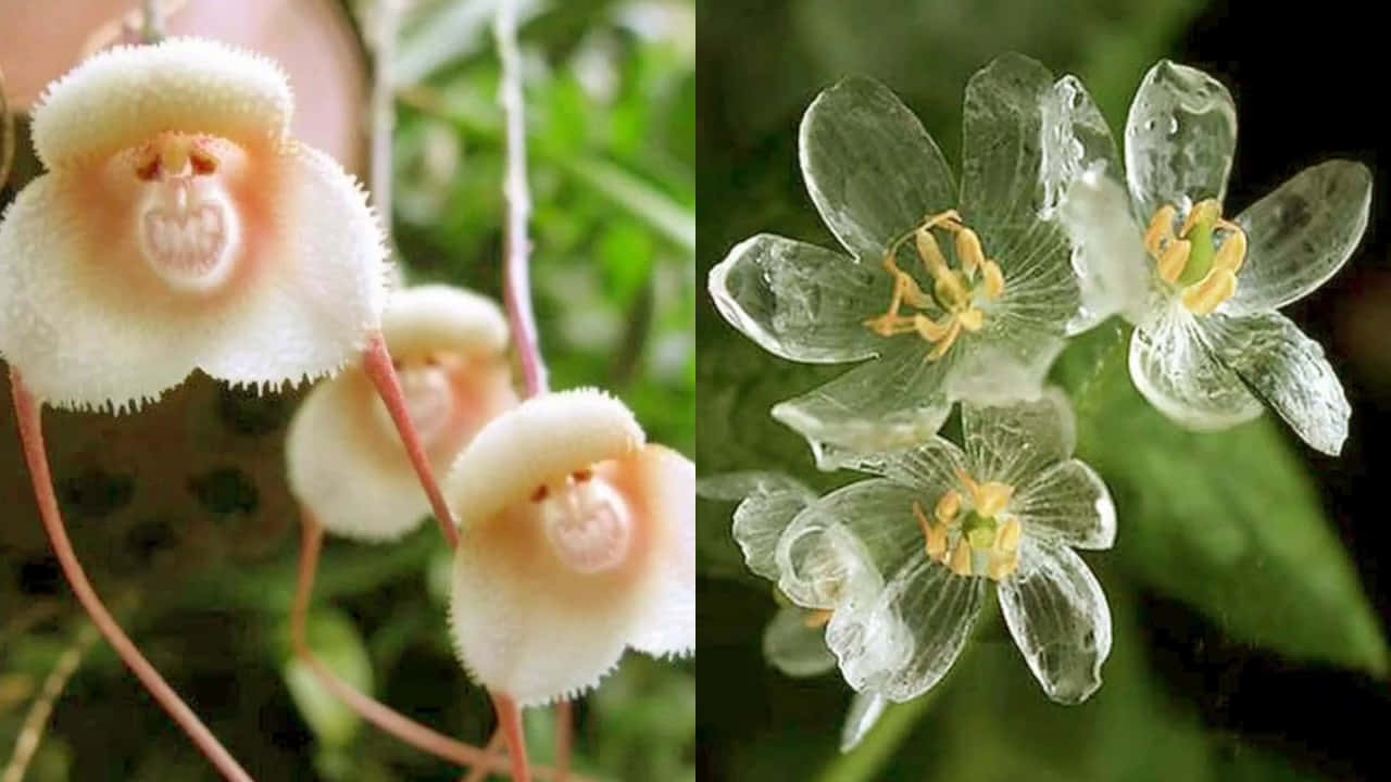 Unique Flower Pictures