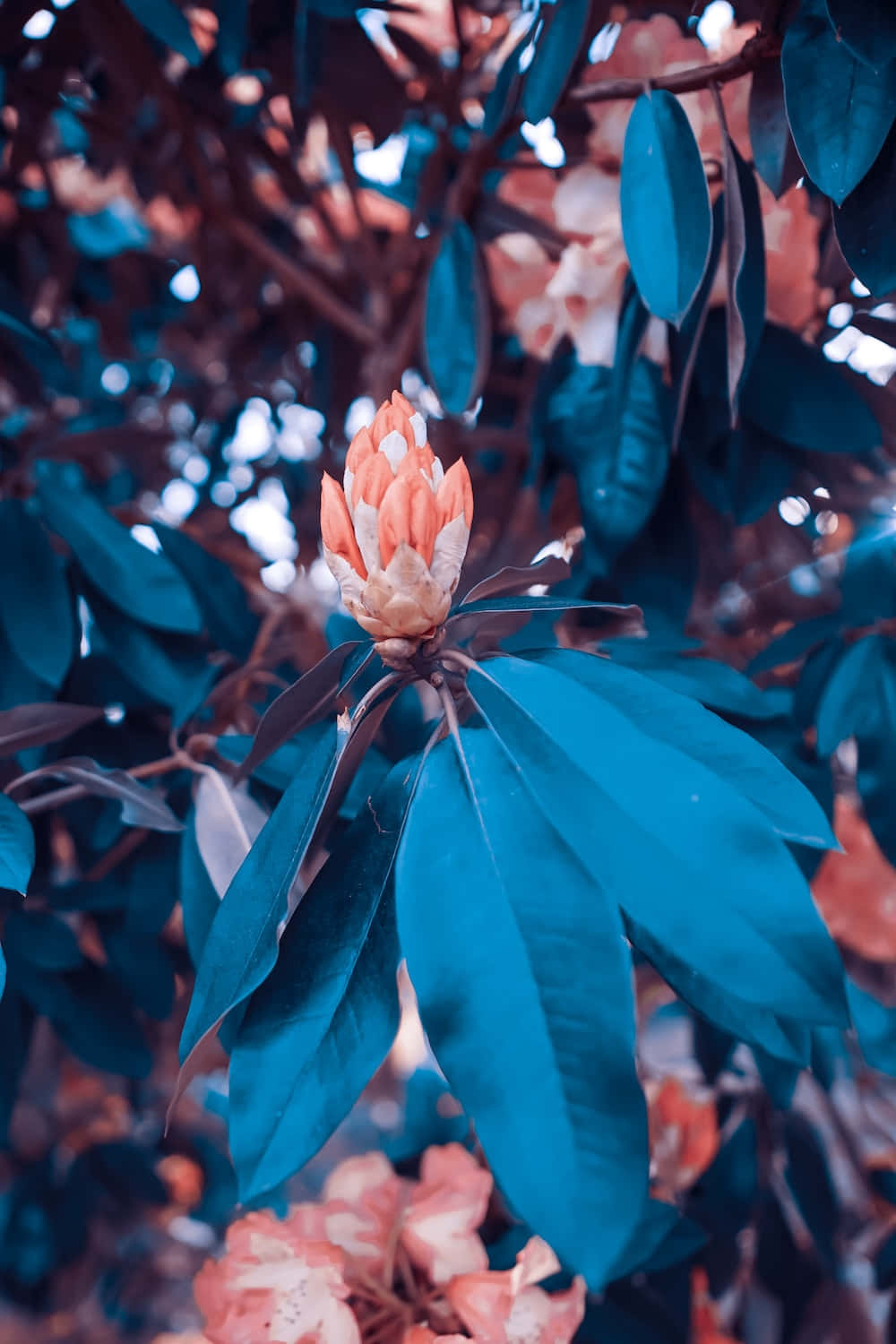 Beundraskönheten Hos Denna Unika Blomma