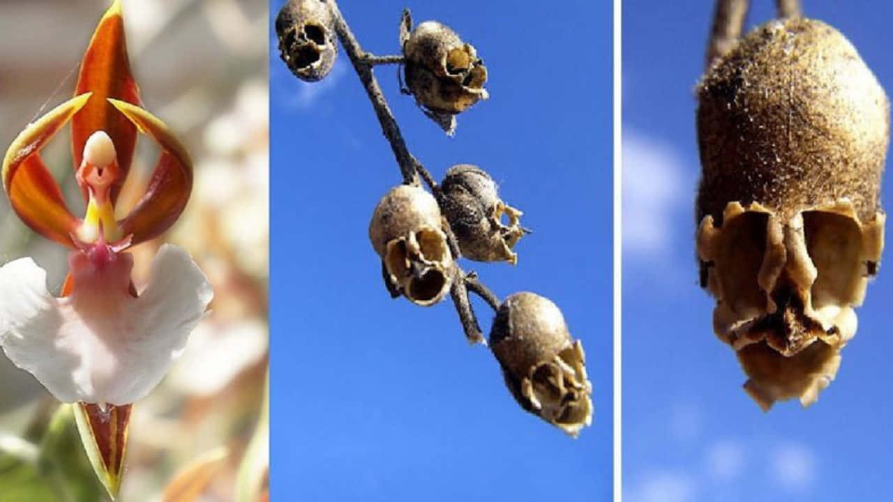 A Series Of Photos Of Flowers With Skulls On Them