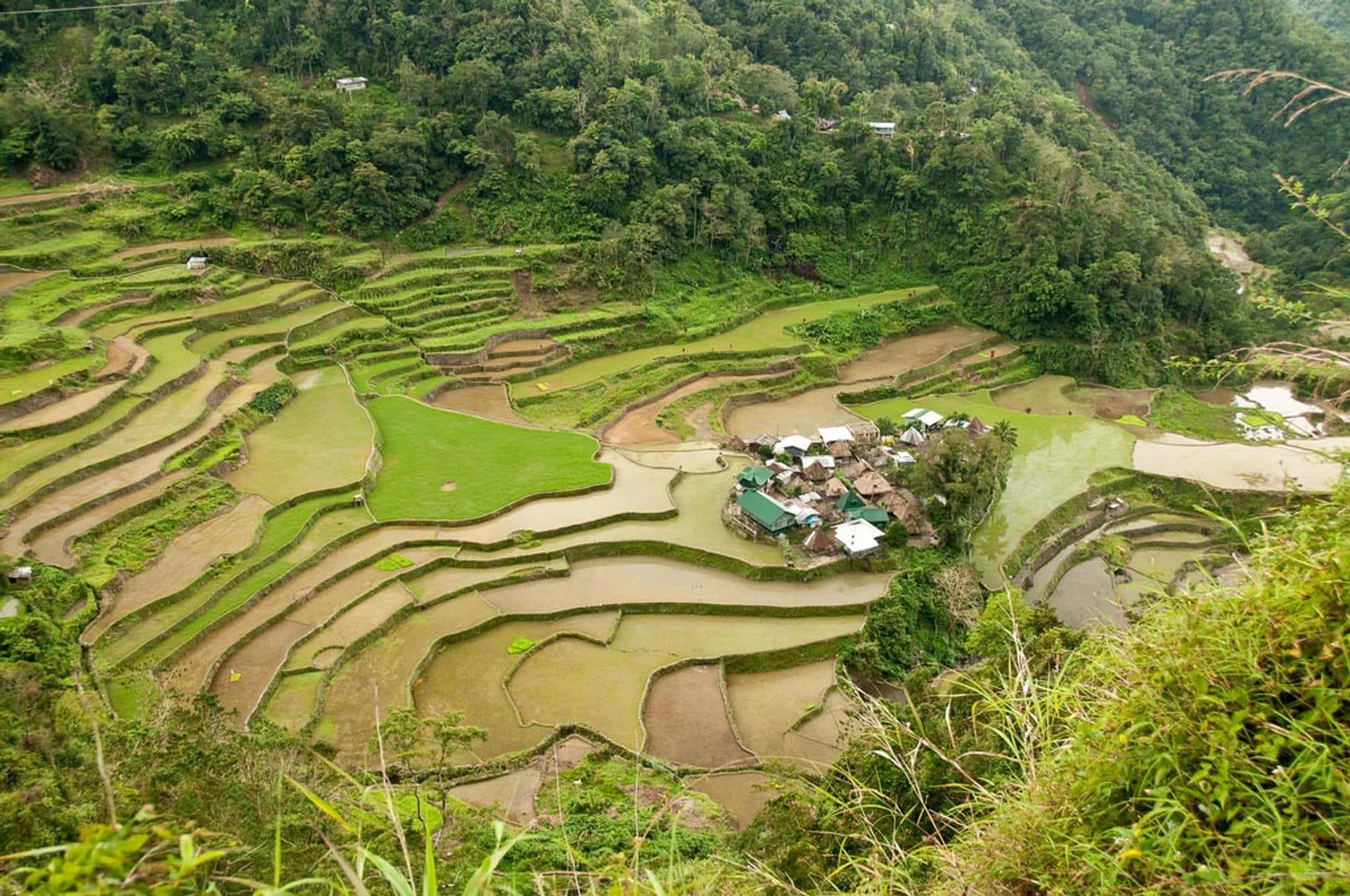 Paesaggiounico: Terrazze Di Riso Di Banaue Nelle Filippine. Sfondo