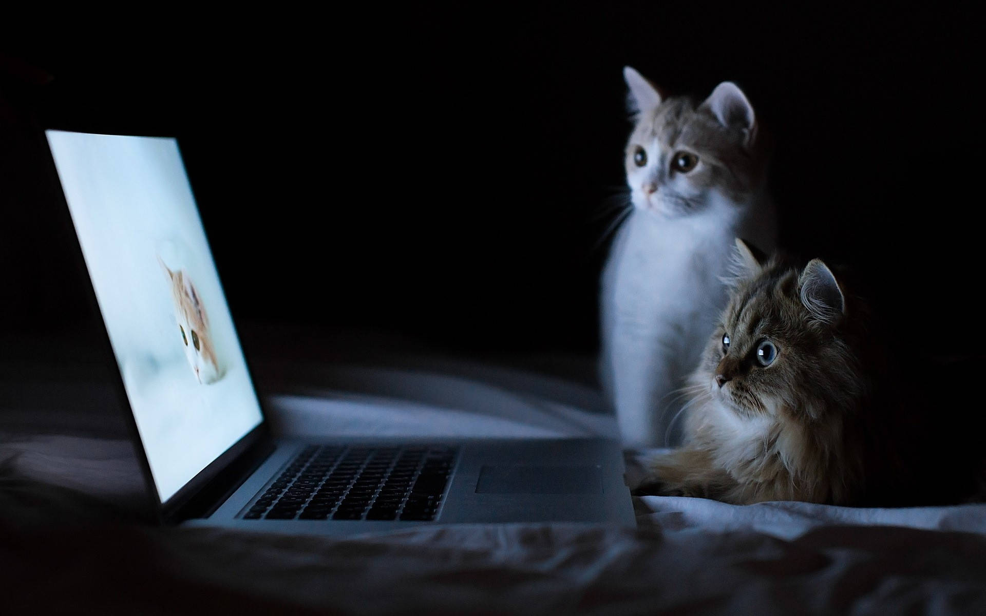 Unique Laptop And Cats Background Wallpaper