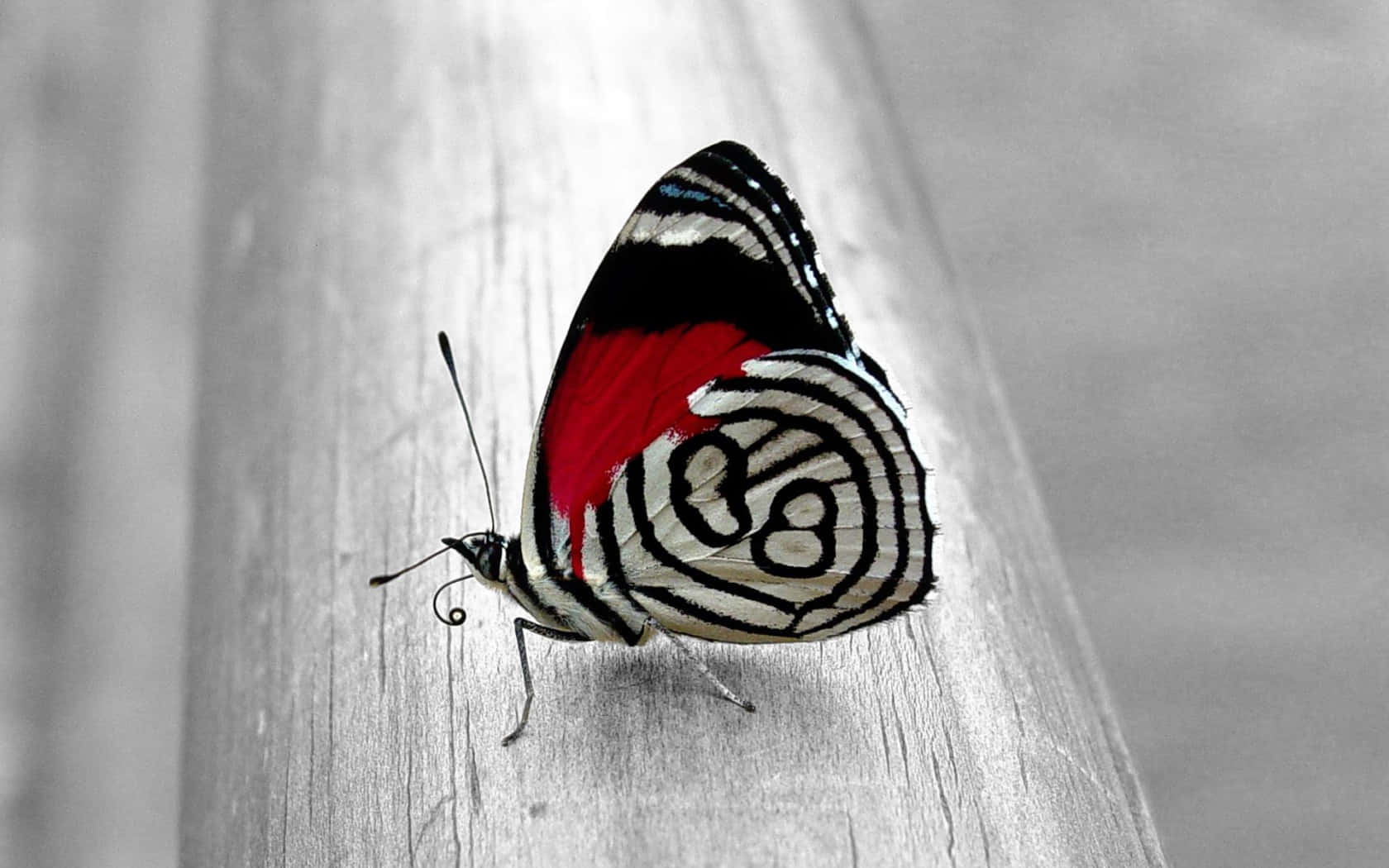A Butterfly On A Metal Pole