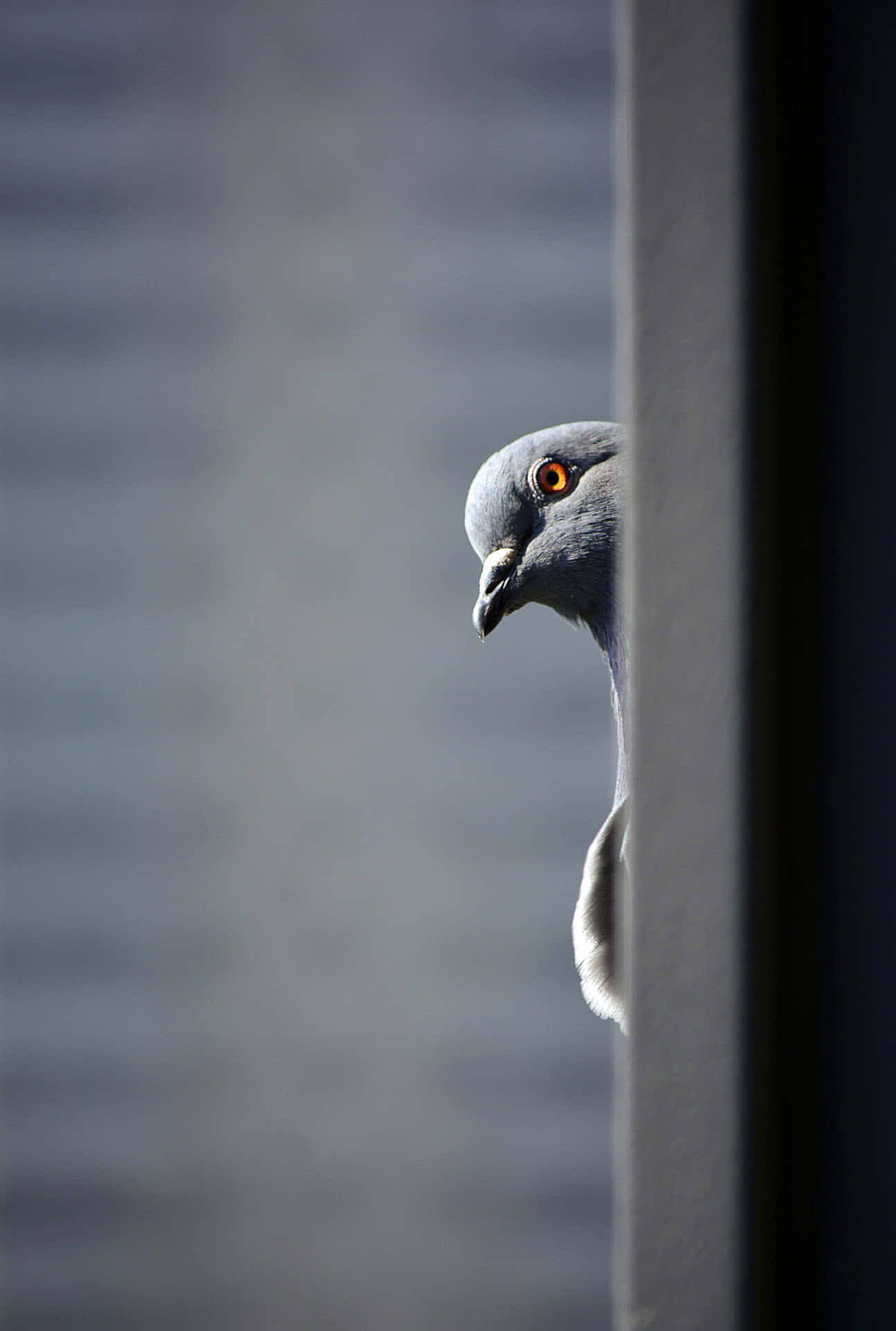 A Gray Pigeon Peeking Out Of A Wall
