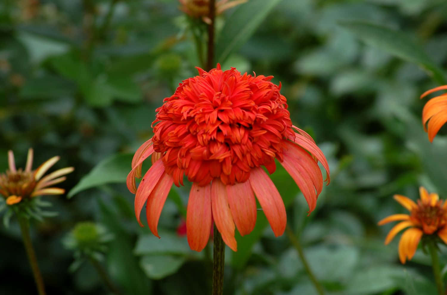 Eineblume Mit Orangefarbenen Blütenblättern