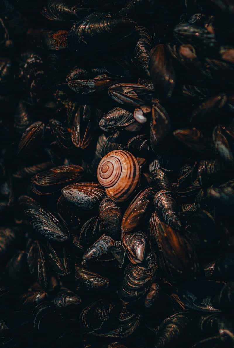 Unique_ Snail_ Amongst_ Mussels Wallpaper