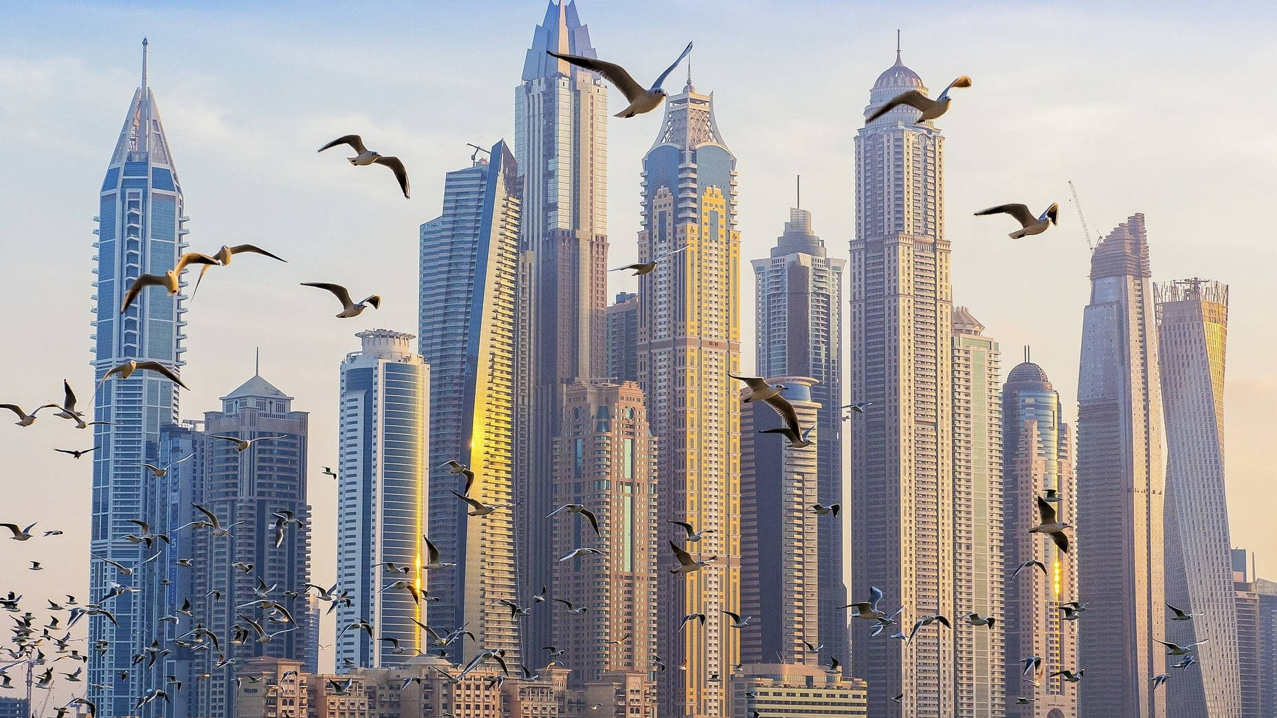 United Arab Emirates Flock Of Seagull Background