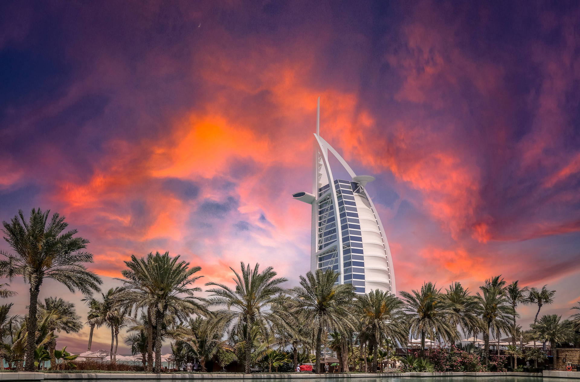 United Arab Emirates Palm Trees
