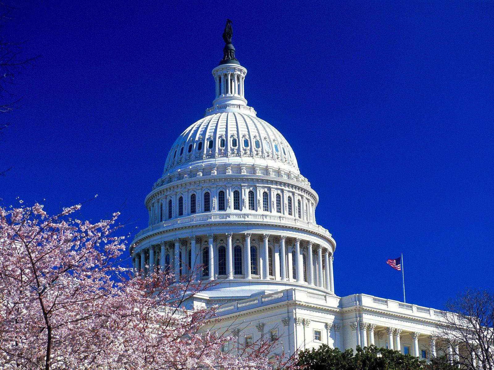 United States Capitol Cherry Blossoms Background