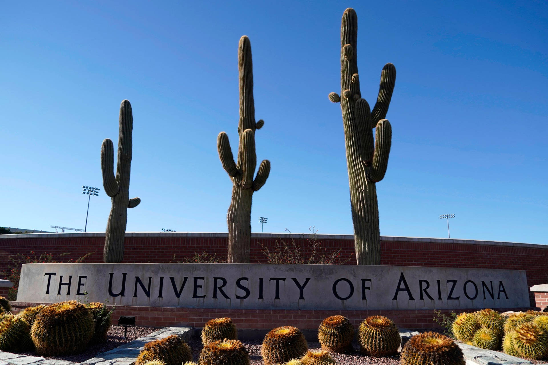 University Of Arizona Cactus Wallpaper