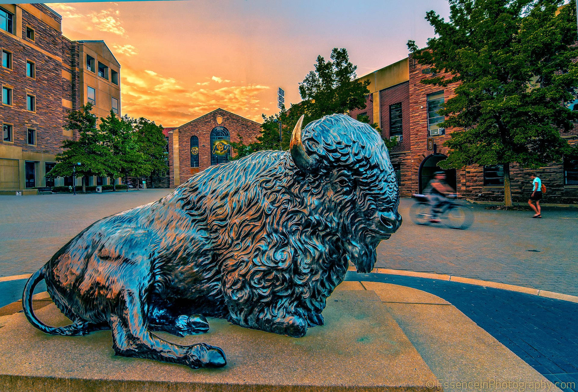 University Of Colorado At Boulder Buffalo Statue Wallpaper