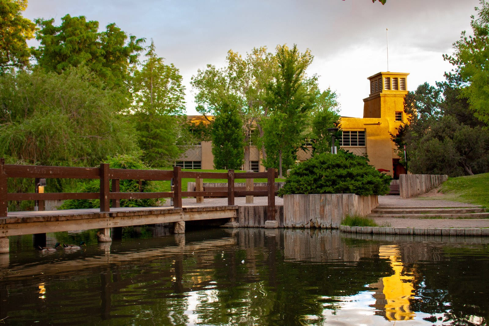 University Of New Mexico Duck Pond Wallpaper