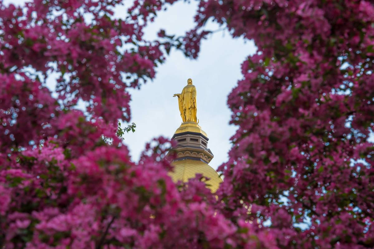 University Of Notre Dame Statue With Magenta Leaves Wallpaper