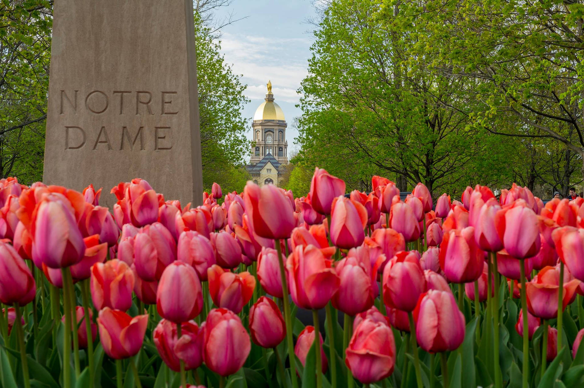 Universidadde Notre Dame Con Tulipanes. Fondo de pantalla