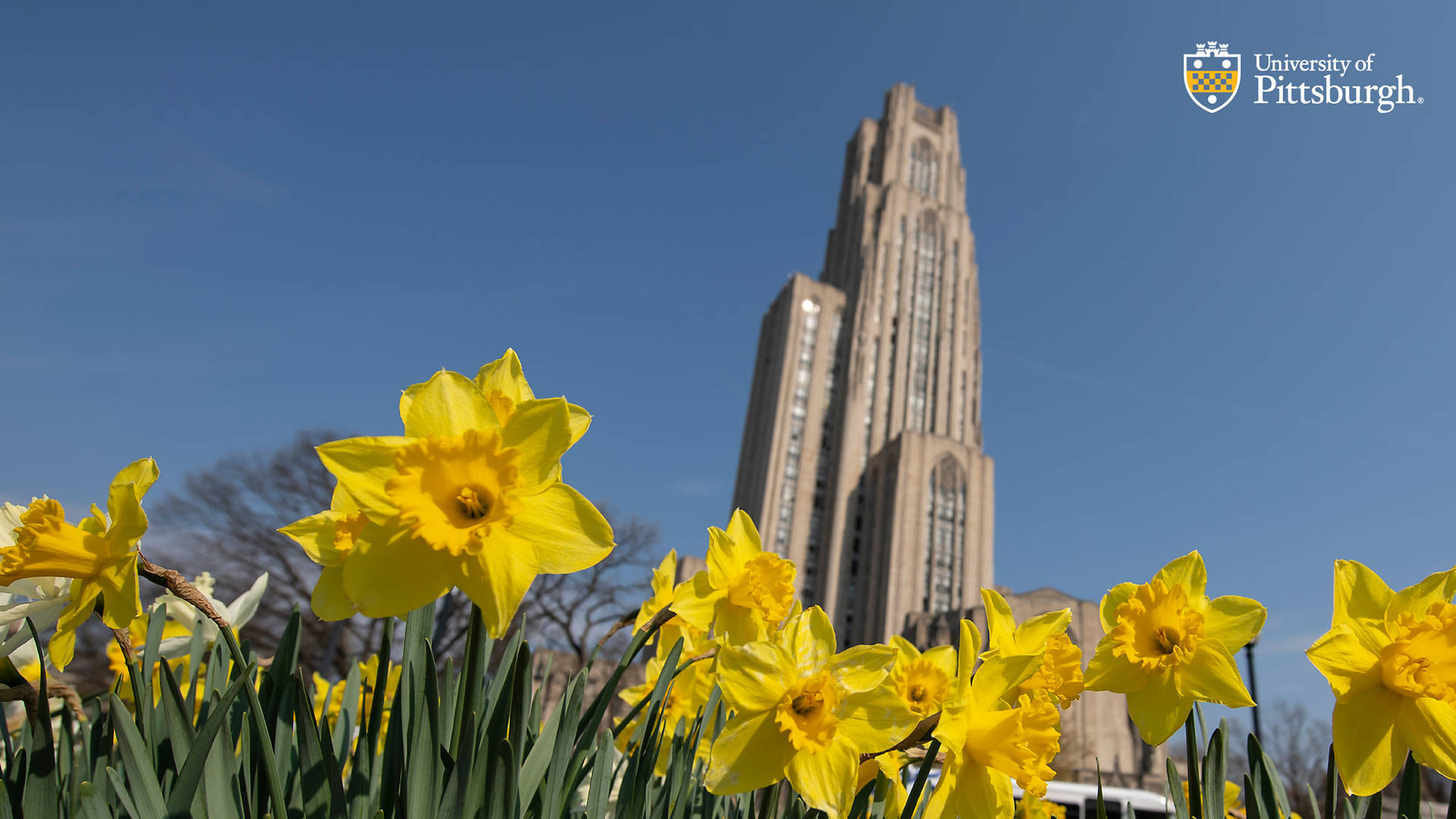 University Of Pittsburgh Daffodils Wallpaper