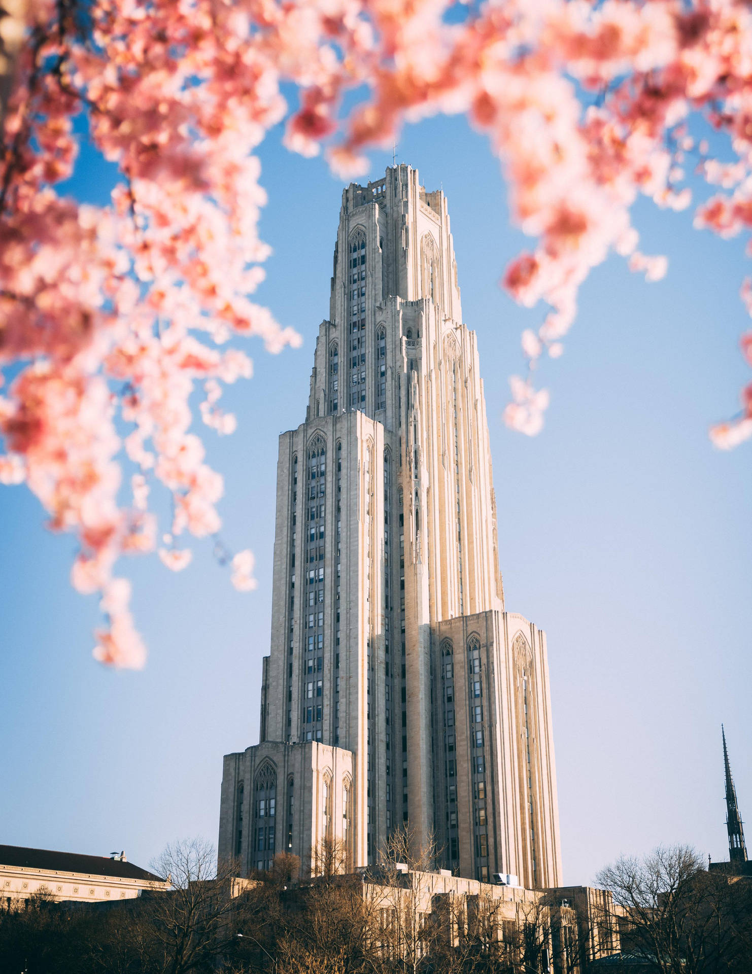 University Of Pittsburgh Pink Blossoms Wallpaper
