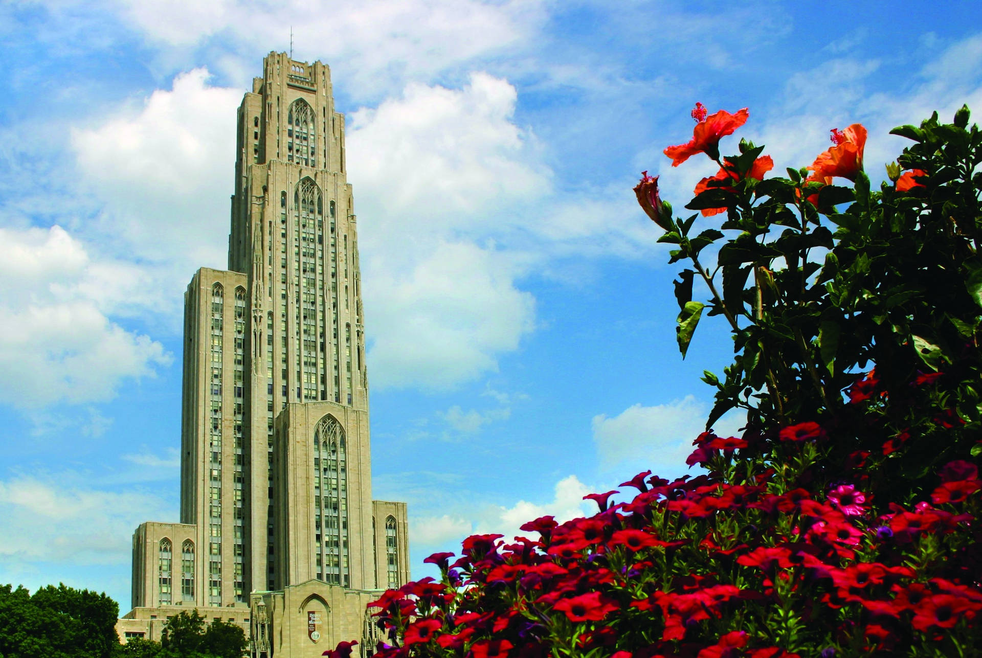 University Of Pittsburgh Red Flowers Picture
