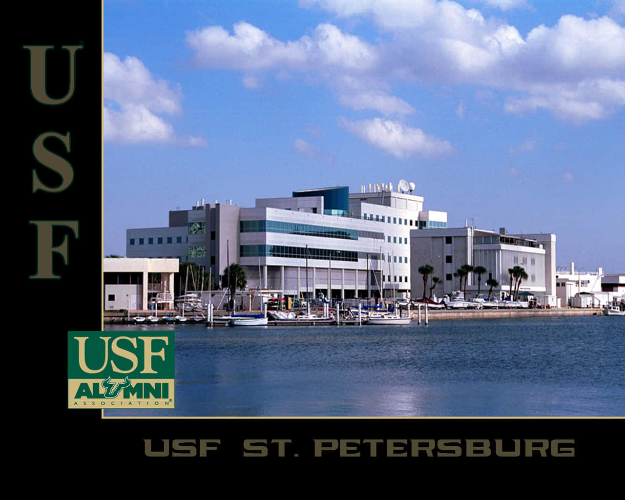 Universiteteti South Florida Campus Alumni. Wallpaper