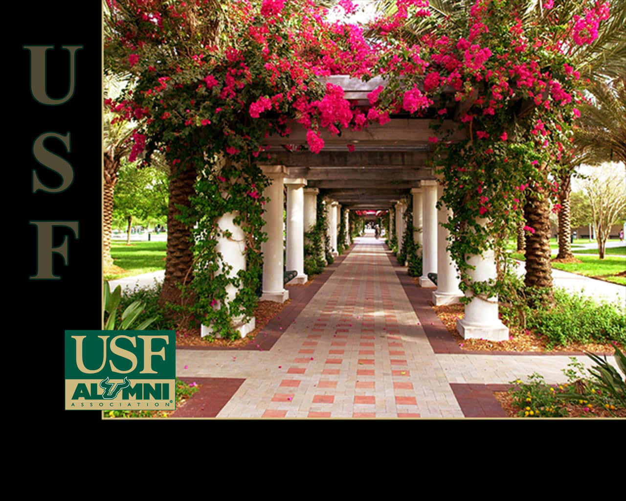 Universitätvon Südflorida Blumen Alumni Wallpaper
