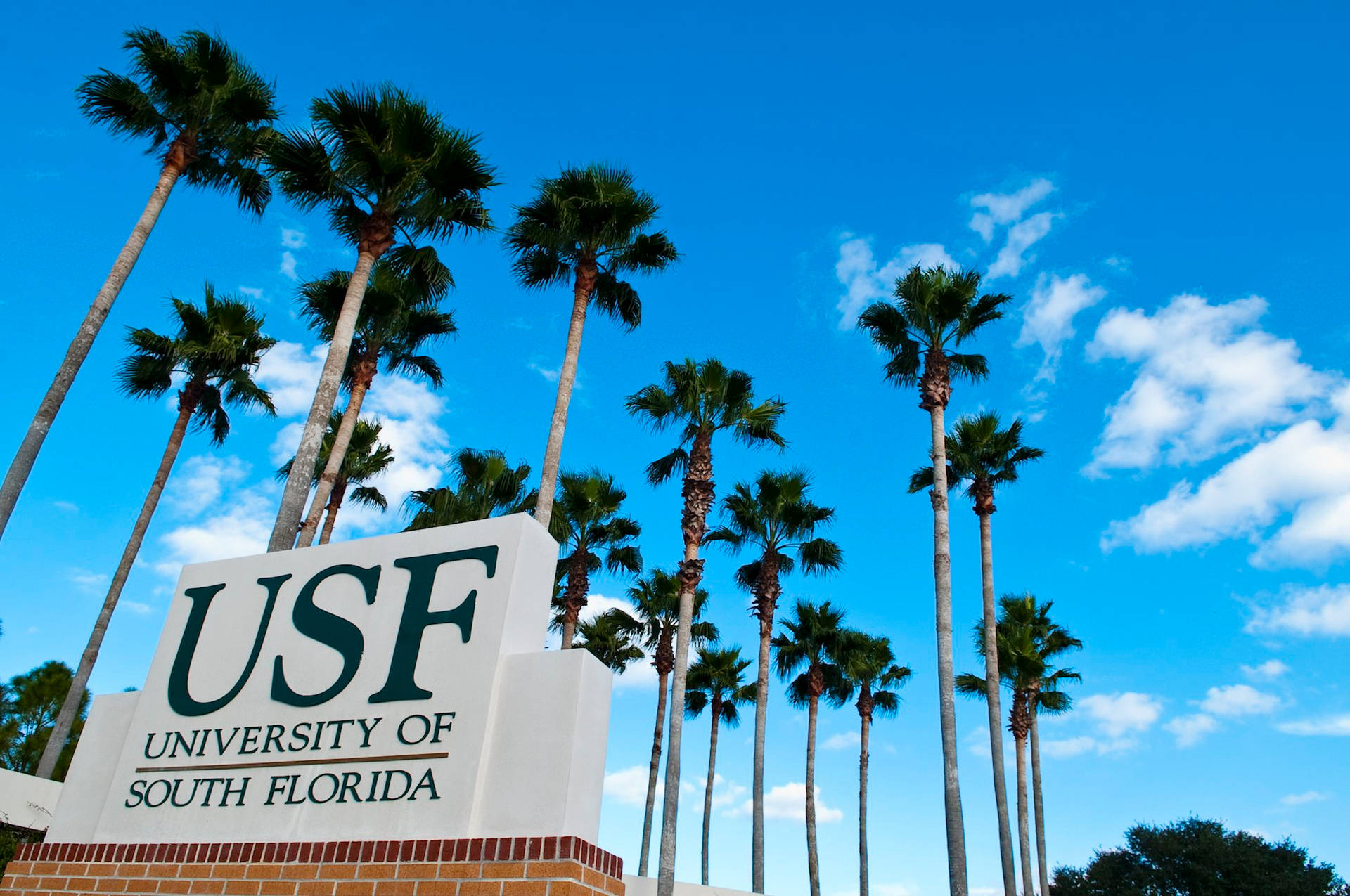 University Of South Florida Palm Trees Wallpaper