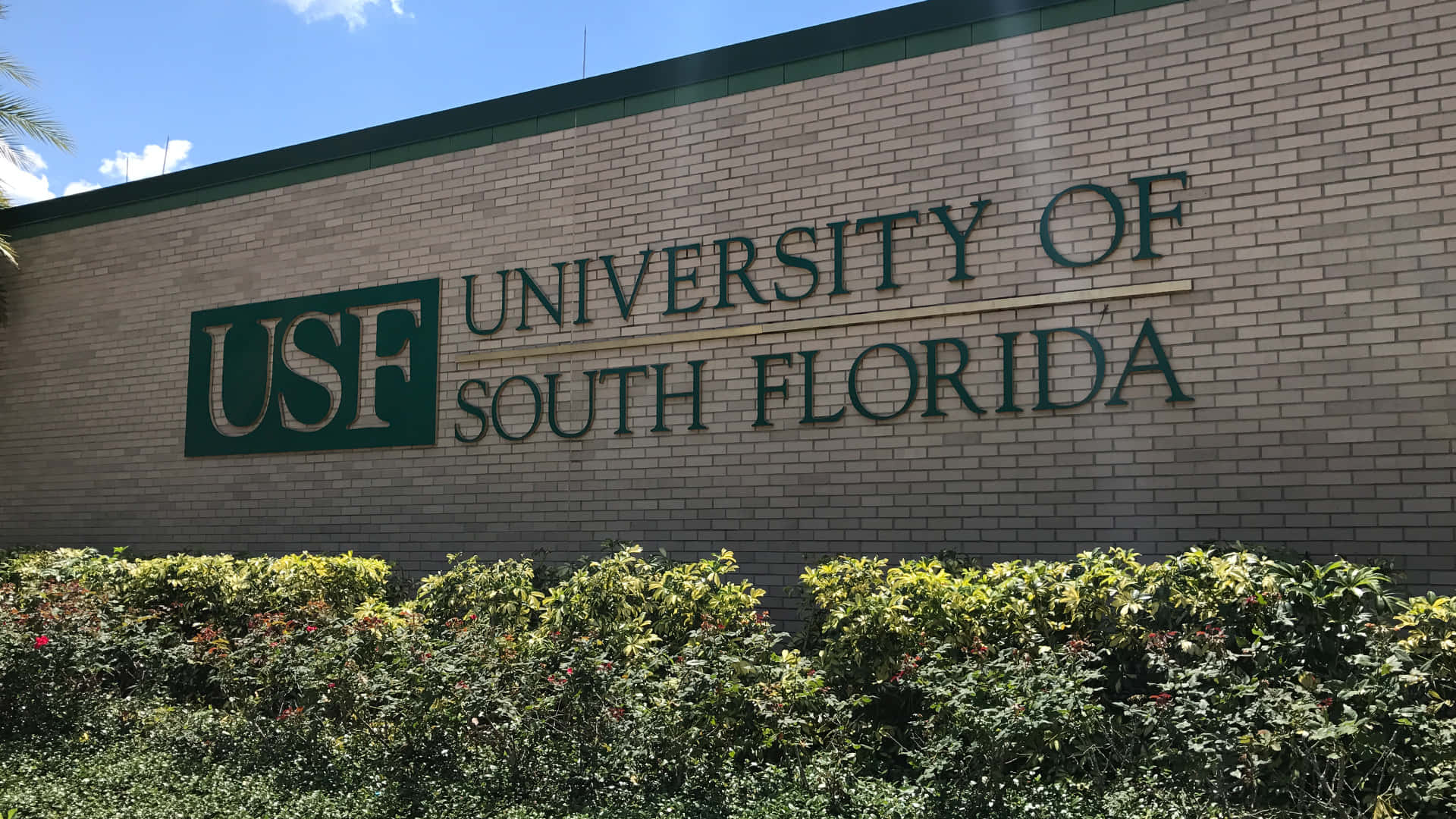 University Of South Florida Signage Brick Wallpaper