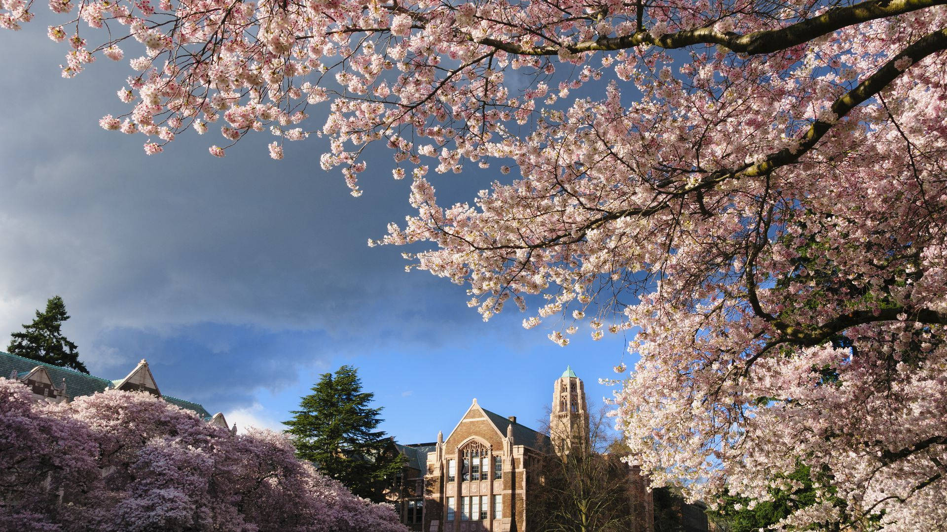University Of Washington Cherry Blossoms Wallpaper