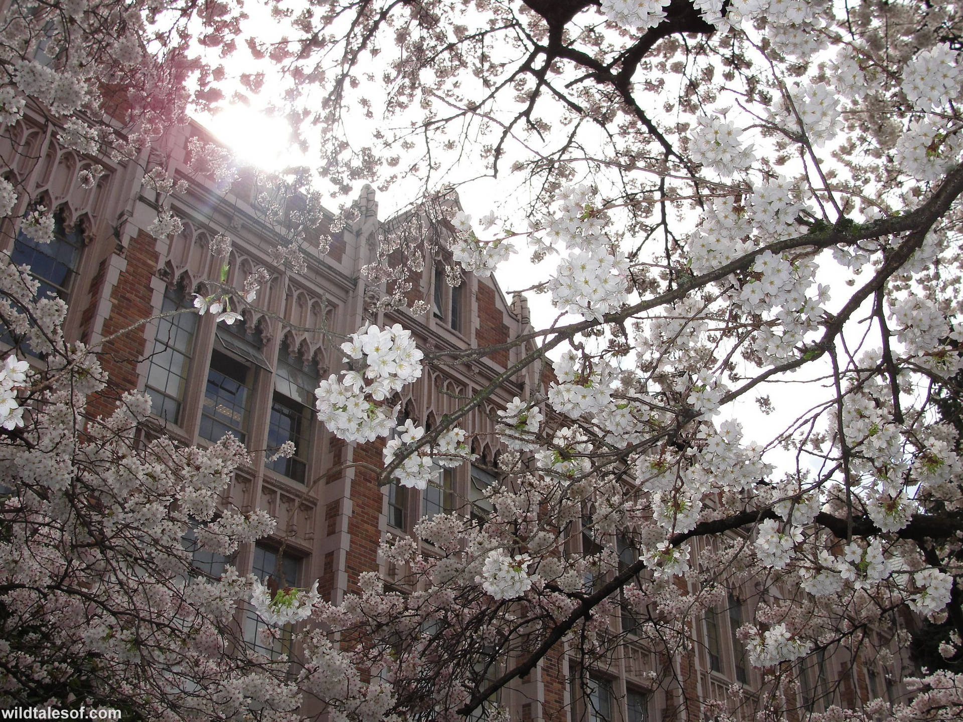 University Of Washington Sakura Trees Wallpaper