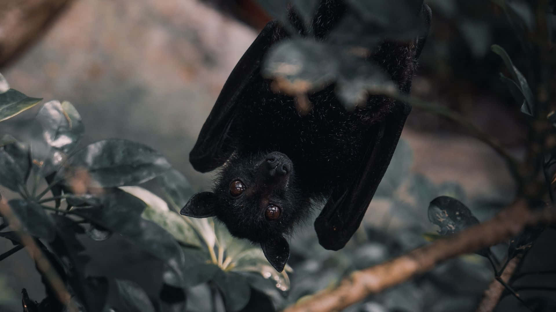 Unmisterioso Pipistrello Che Vola Alto Con Una Luna Piena Sullo Sfondo