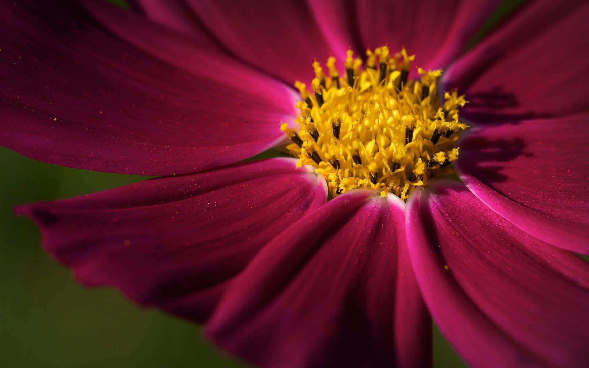 Unoscatto Macro Di Una Foglia Coperta Di Rugiada