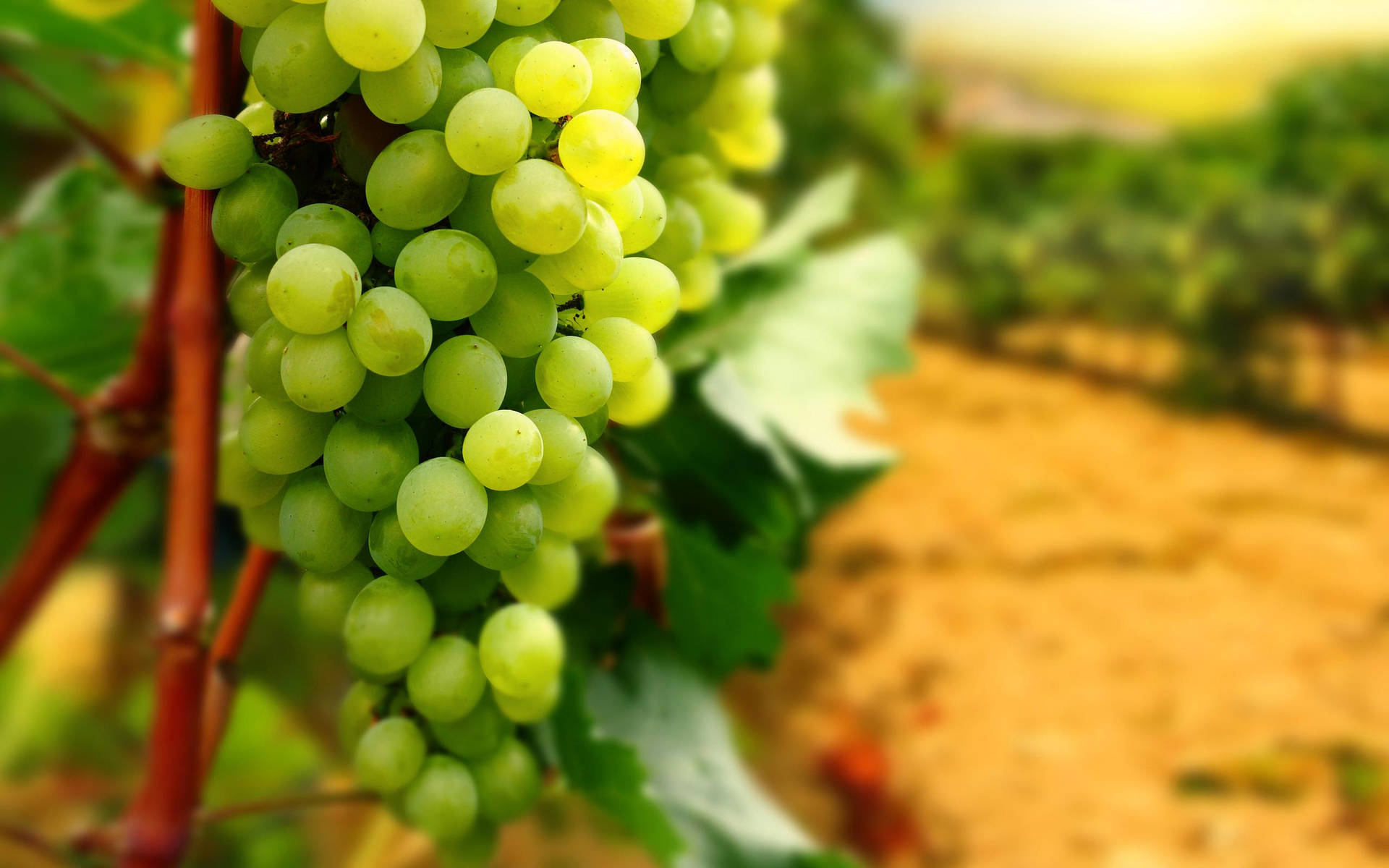 A close-up view of vibrant unripe Dominga green grapes Wallpaper